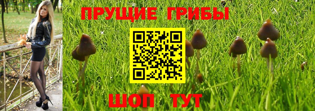 Псилоцибиновые грибы Psilocybe  Галлюциногенные грибы GOLDEN TEACHER  Шатура  Вход с VPN 